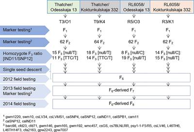 Variations in exons 11 and 12 of the multi-pest resistance wheat gene Lr34 are independently additive for leaf rust resistance